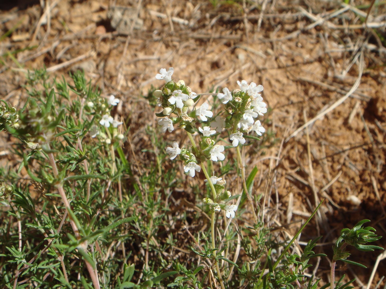 Kvapusis čiobrelis 'Fragrantissimus'