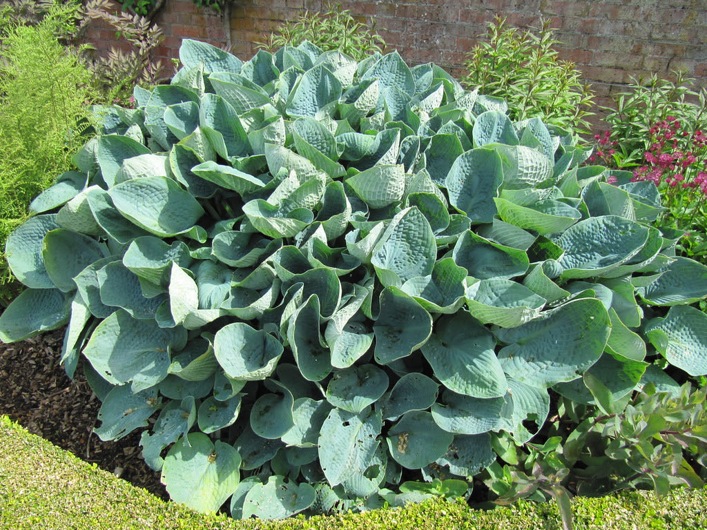 Didžioji Hosta 'Big Daddy' (Mėlynlapė Hosta)
