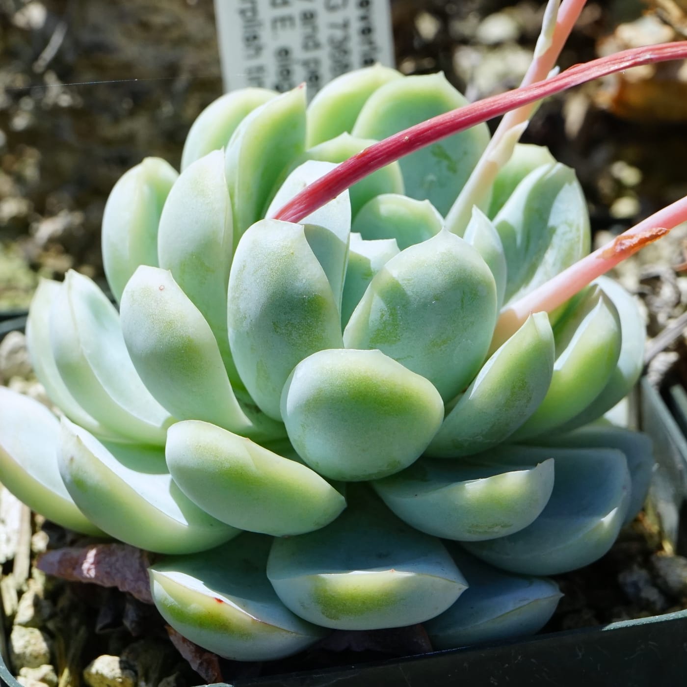 Echeveria 'Perle von Nurnberg' (Echeveria 'Perlė iš Niurnbergo')
