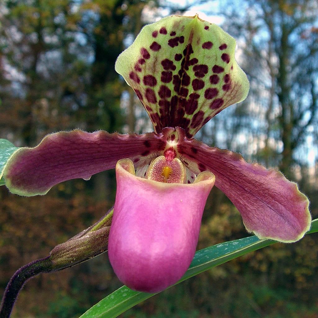 Orchidėja "Coloratum"