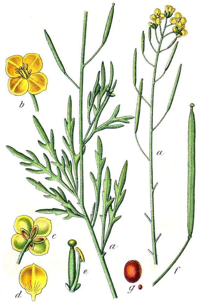 Laukinė rukola 'Sylvetta' (Mūrinė rukola 'Sylvetta')