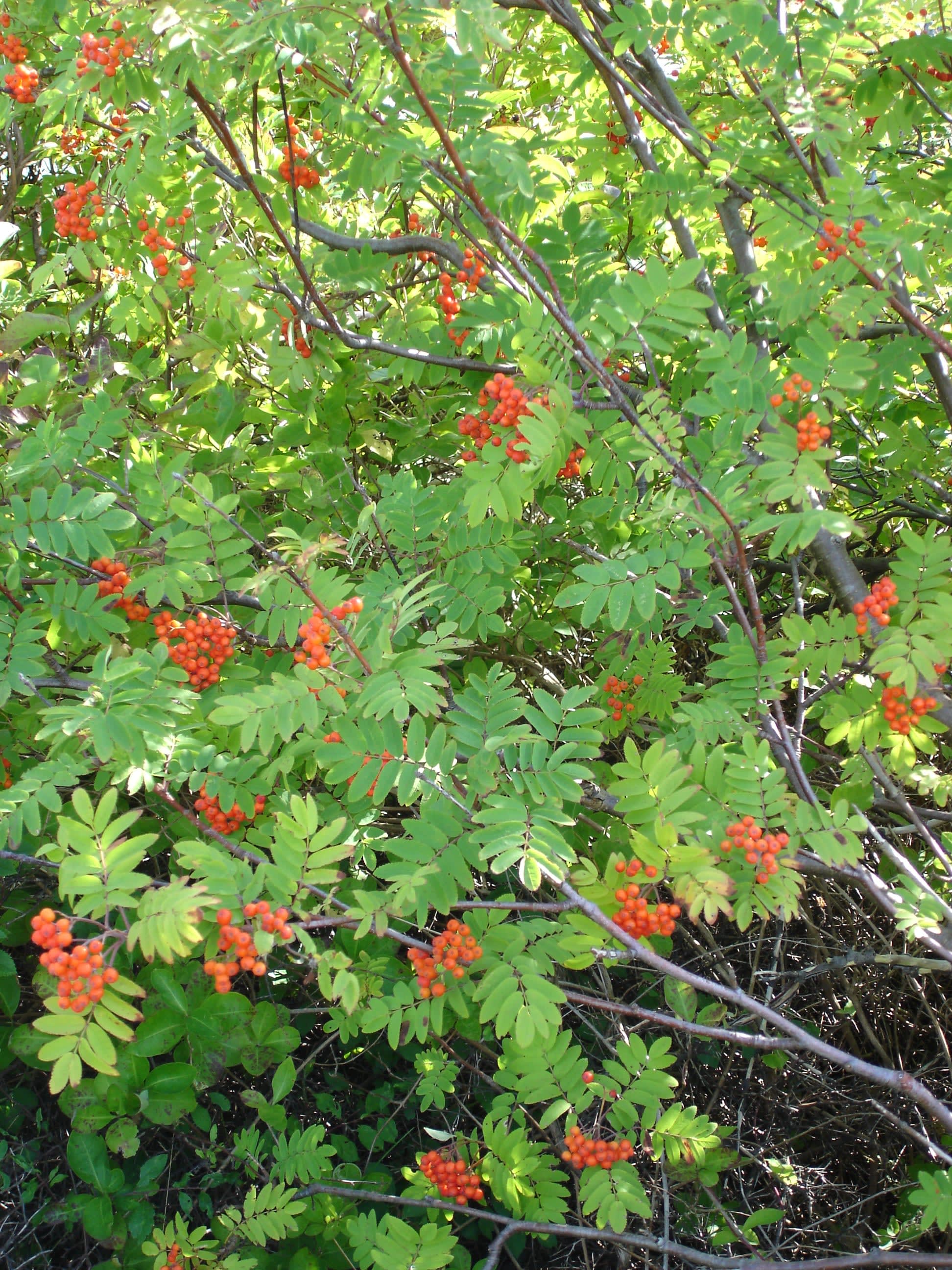 Šermukšnis 'Granatnaja' 'Alaja Krupnaja'