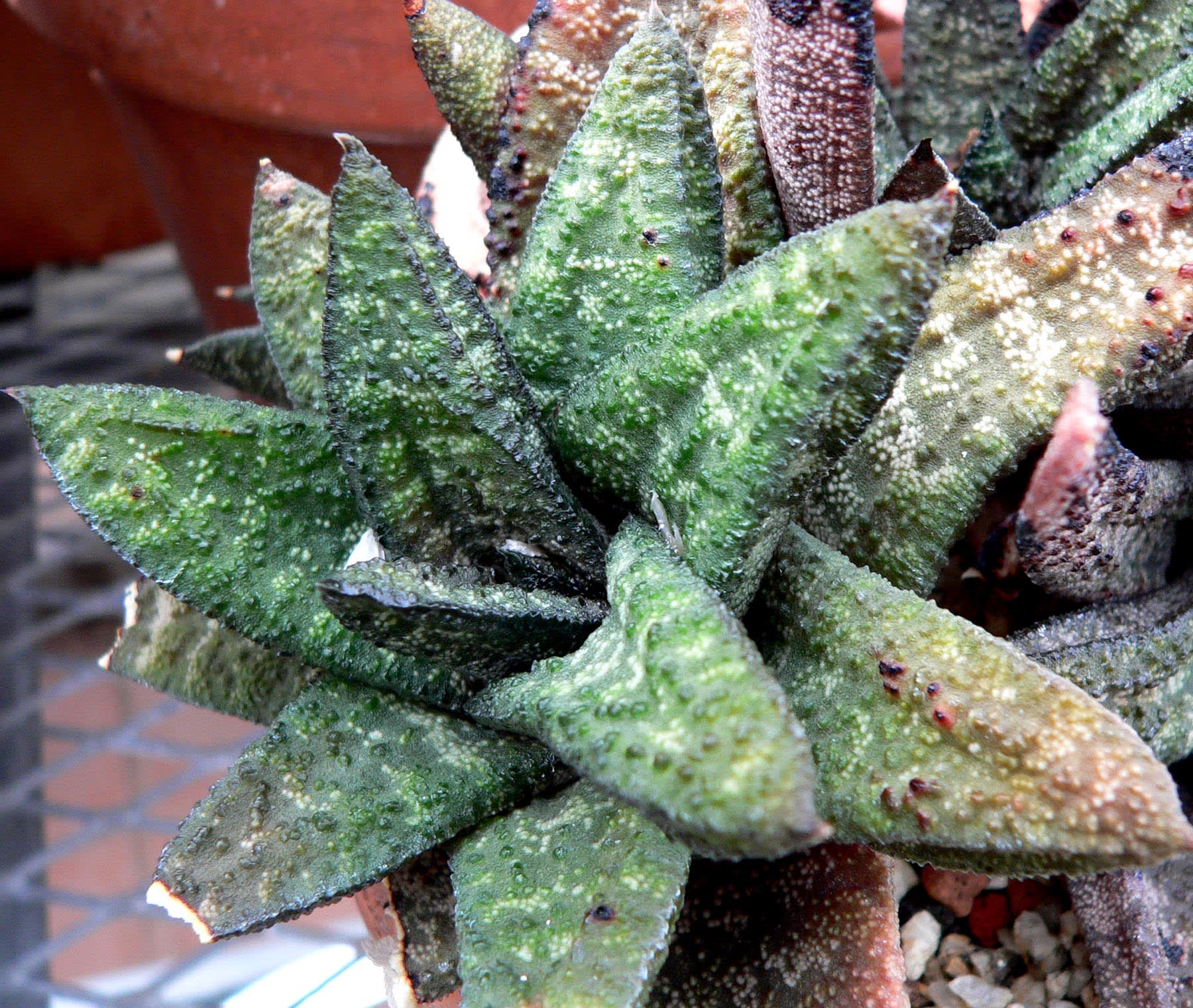 Bateso Gasterija 'Variegata'