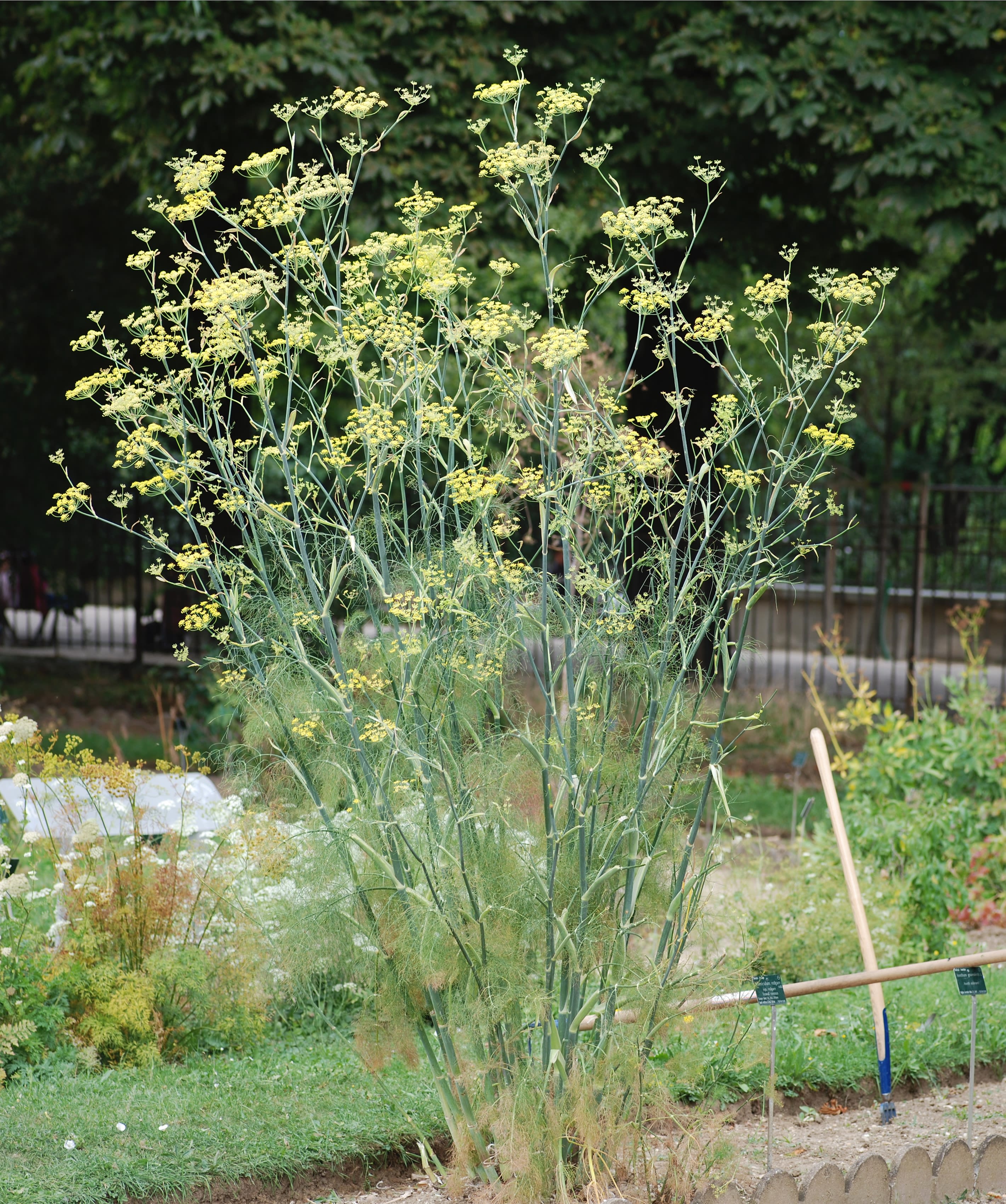Paprastasis pankolis 'Orion'