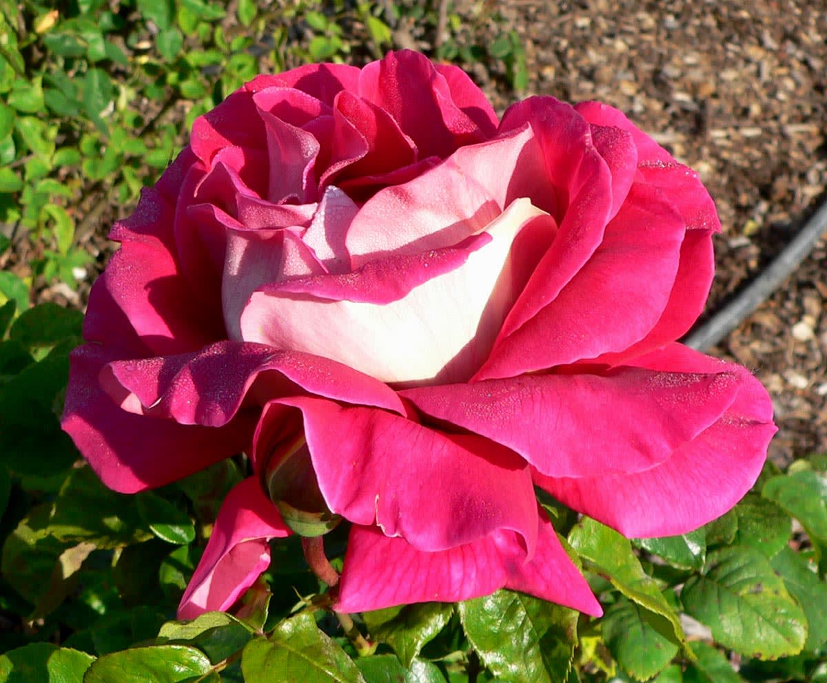 Rožė 'Liepsnojanti Taika' (Flaming Peace)