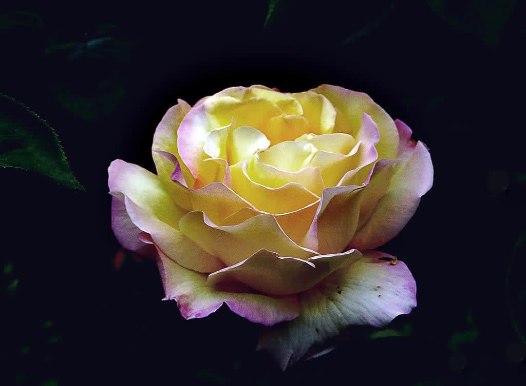 Rožė 'Taika' (Madame A. Meilland)
