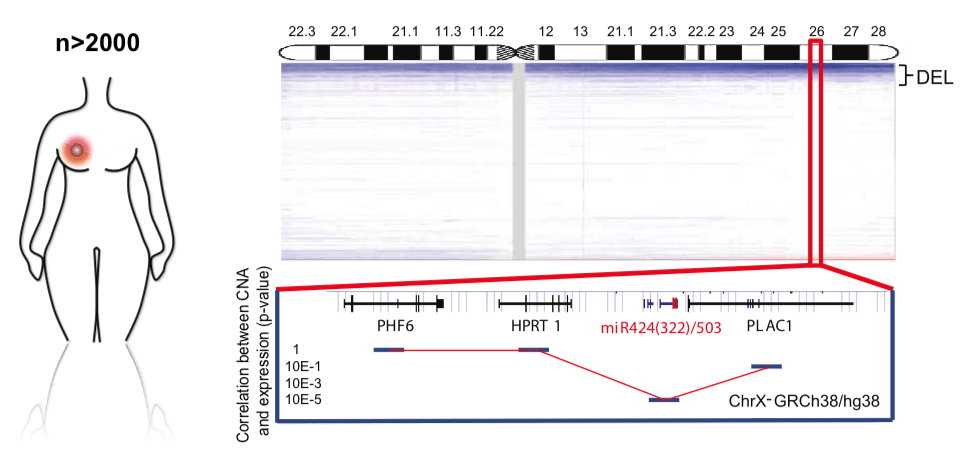 miR-424/503 is lost in breast cancer and is associated with poor prognosis and aggressive subtypes. Copy number profile of the X chromosome in human breast cancers (METABRIC plus TCGA data sets), highlighting the chromosomal region containing the miR-424/503 locus. The correlation between copy number and expression for surrounding genes is included at the bottom.