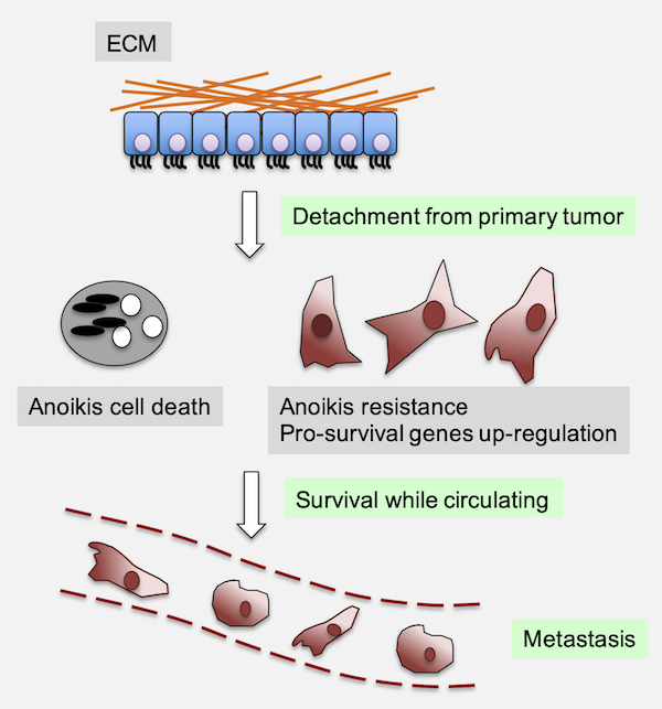 Anoikis evasion contributes to the metastatic process.