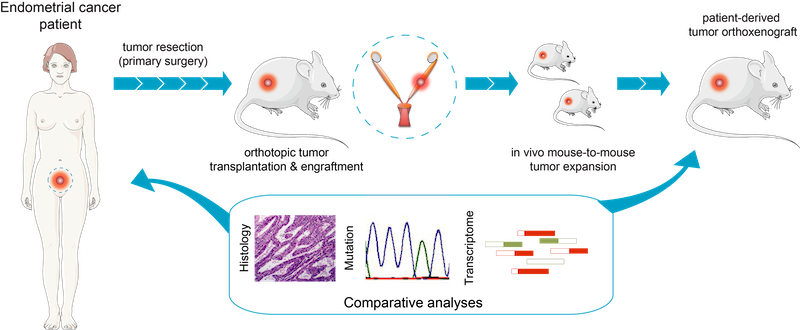 Generation of EC orthoxenografts. Schematic representation of patient-derived orthoxenotransplant implants procedure and treatment used in Eritja et al. Autophagy 2017. EEC tumors were surgically removed and small pieces were implanted in the uterus of recipient female mice. Once engrafted, tumors were propagated to a cohort of 20–45 mice, randomized and treated accordingly.