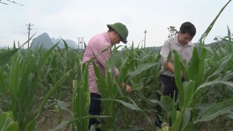 Minh Hóa: Nhiều diện tích ngô bị sâu bệnh phá hoại