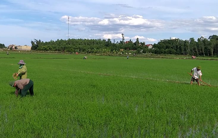 Nông dân Quảng Ninh tích cực chăm sóc lúa hè-thu