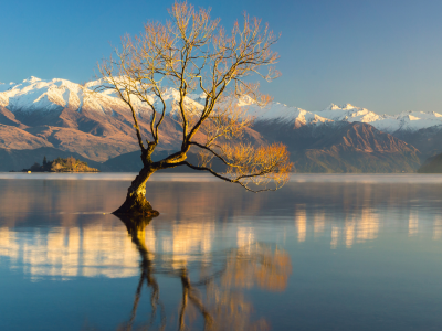 Fakta om New zealand