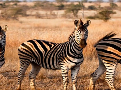 Afrika - dyr - zebra (12).jpg