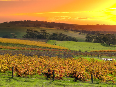 Australien - Barossa Valley - Vin - 185372228 (Custom)