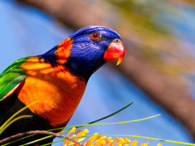 Australien - Northern Territory - Litchfield National Park - Red-collared lorikeet.jpg