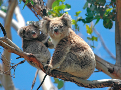 5 facts om koalaer og deres unger