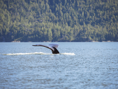 Canada - British Columbia - Vancouver Island - Hval (2)