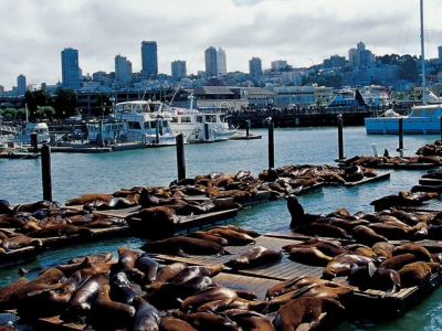 USA - San Francisco - Havn - Søløver.jpg