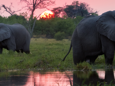 Resor till Botswana
