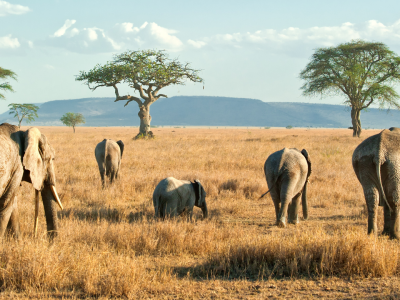 Resor till Tanzania