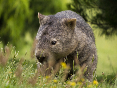 wombat