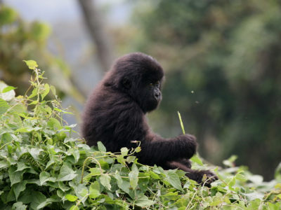Resor till Rwanda