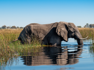 De bästa safariupplevelserna i Okavangodeltat