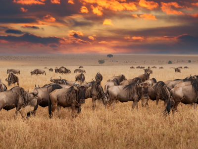 Safari i fantastiska Serengeti
