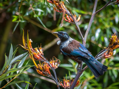 10 fugle du kan se i New Zealand
