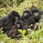 Africa Safari