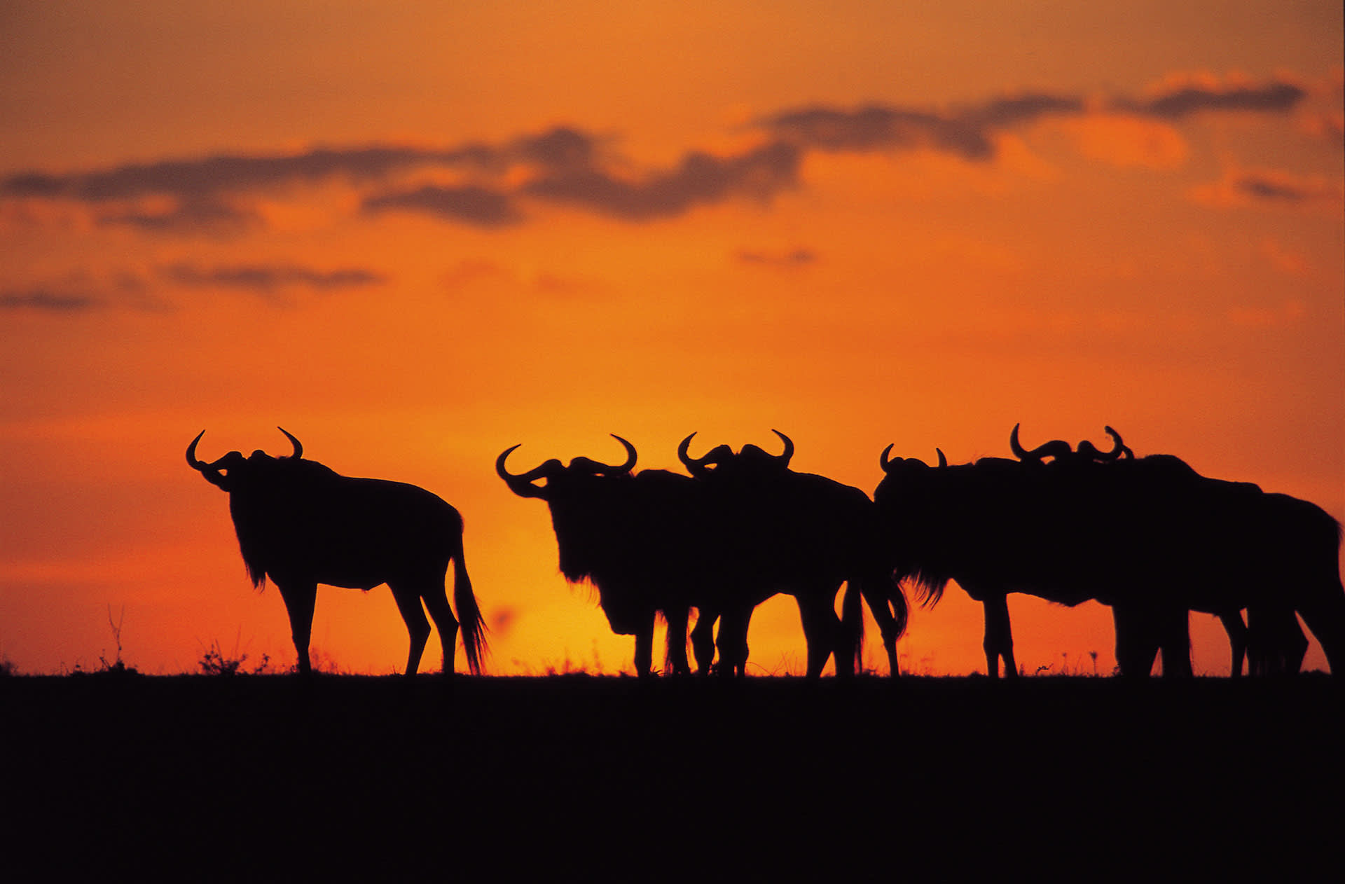 Siluetter av en flock bufflar i solnedgång på savann, Afrika