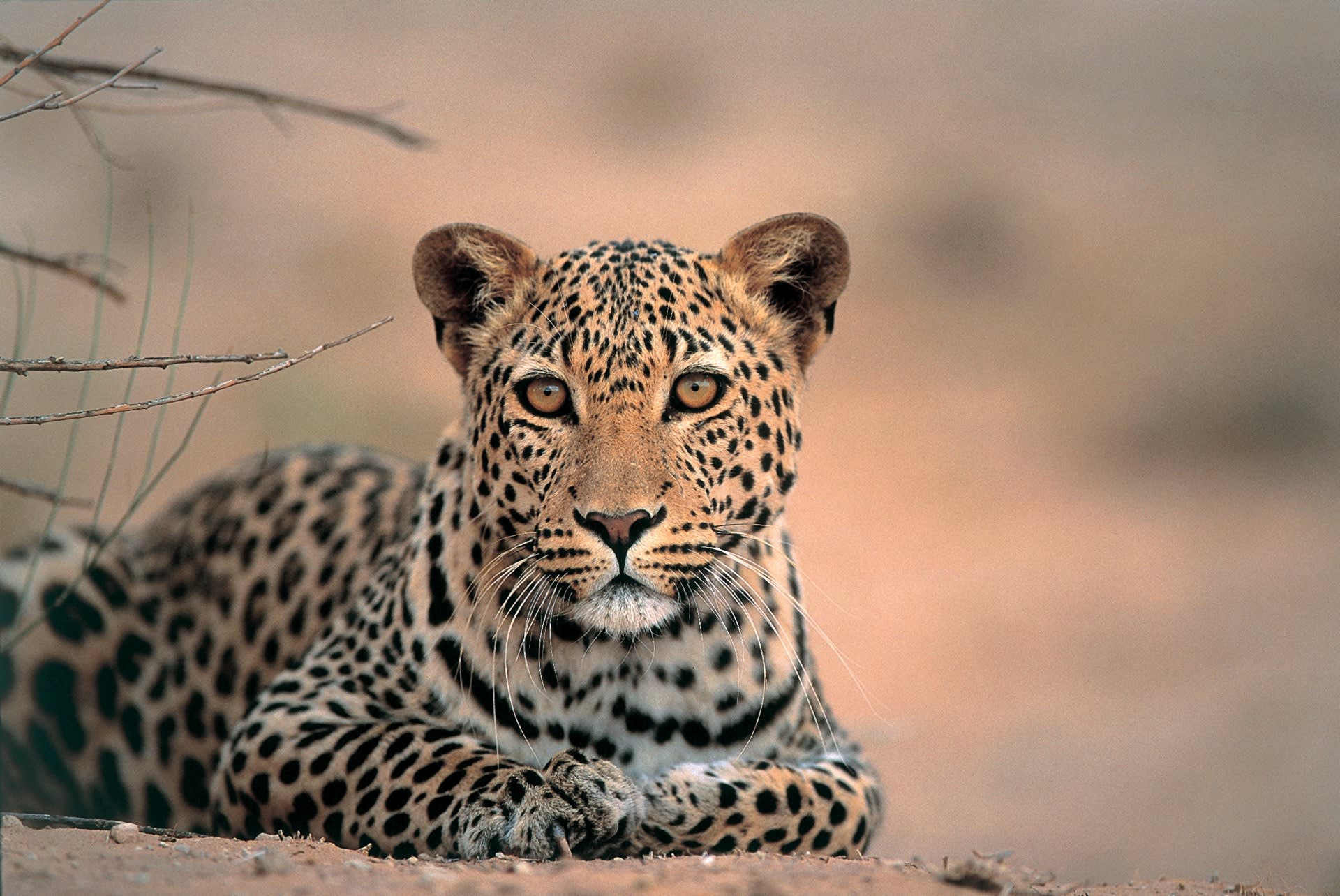 Leopard som ligger ner på marken och vilar i skuggan, Afrika
