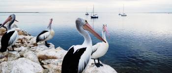 Pelicans Panorama, Kangaroo Island, Australien
