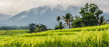 Resor till Indonesien