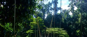 danum valley borneo (4).jpeg