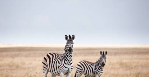 Kalahari_desert_133845330.jpeg