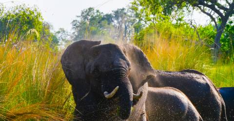 Okavangodelta_164414675.jpeg