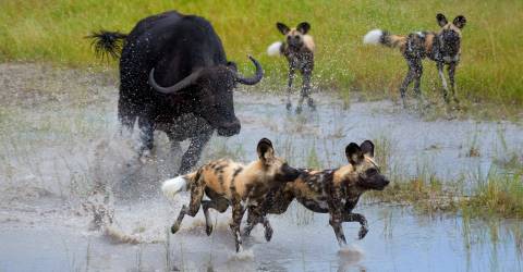 Okavangodelta_200953807.jpeg