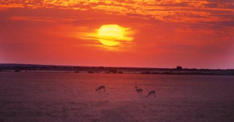 Kalahari_desert_231365593.jpeg