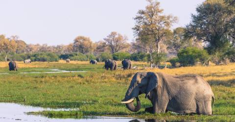 Okavangodelta_284354751.jpeg