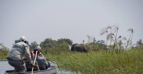 Okavangodelta_342491874.jpeg