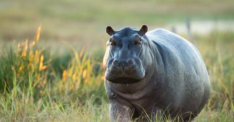 Okavangodelta_358037185.jpeg