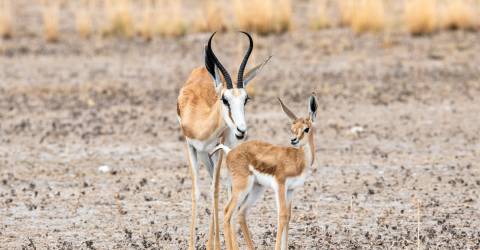 Kalahari_desert_375858934.jpeg