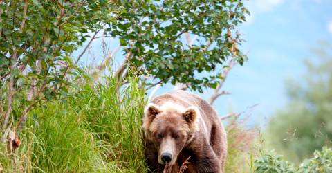 Alaska - Katami National park - bjørn 5