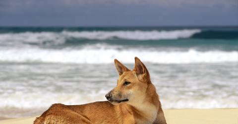 Australien - Queensland - Fraser Island - Dingo_0