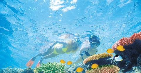 Australien - Queensland - Great Barrier Reef - Whitsundays - snorkling (Custom)_0
