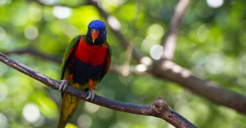 Australien - Queensland - Lamington National Park - Australian Rainbow Lorikeet