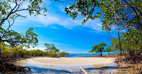 Australien - Queensland - Port Douglas - Mangrove skov.jpg