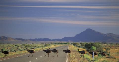 Australien - South Australia - Flinders Rangers - Dyr - Emus