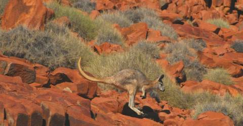 Australien - South Australia - Gawler Ranges - Kænguru.jpg